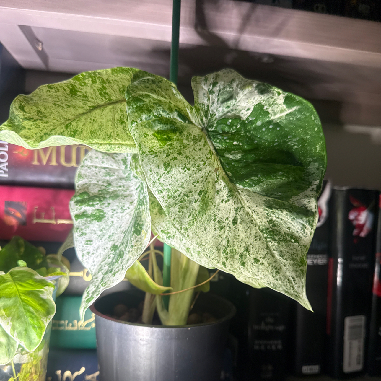 Photo of the plant species Alocasia Snow Odora Batik by @RosiesGarden named Alocasia snow on Greg, the plant care app