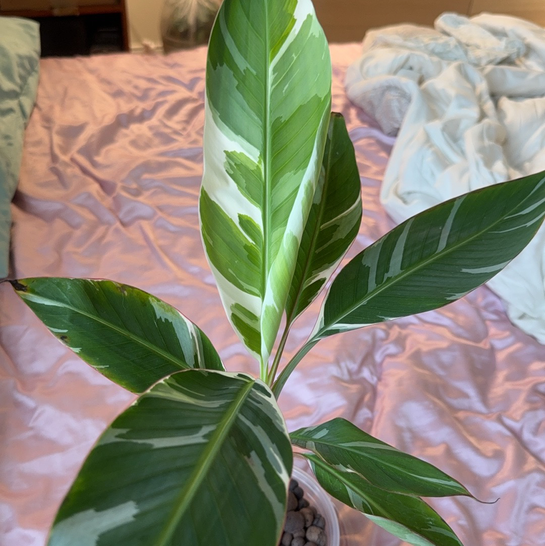 Photo of the plant species Ae Ae Banana by @RosiesGarden named Morgan Treeman on Greg, the plant care app