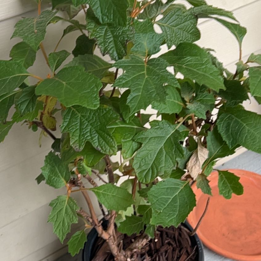 Photo of the plant species Oakleaf Hydrangea by @LeadBogarum33 named Keanu Leaves on Greg, the plant care app