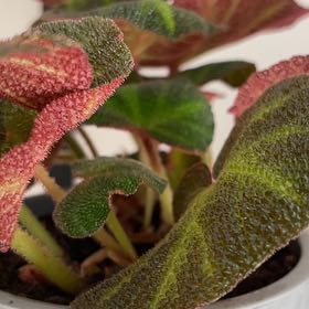 Photo of the plant species Sun-Changing Begonia by @KnightRhodora55 named Жаба on Greg, the plant care app