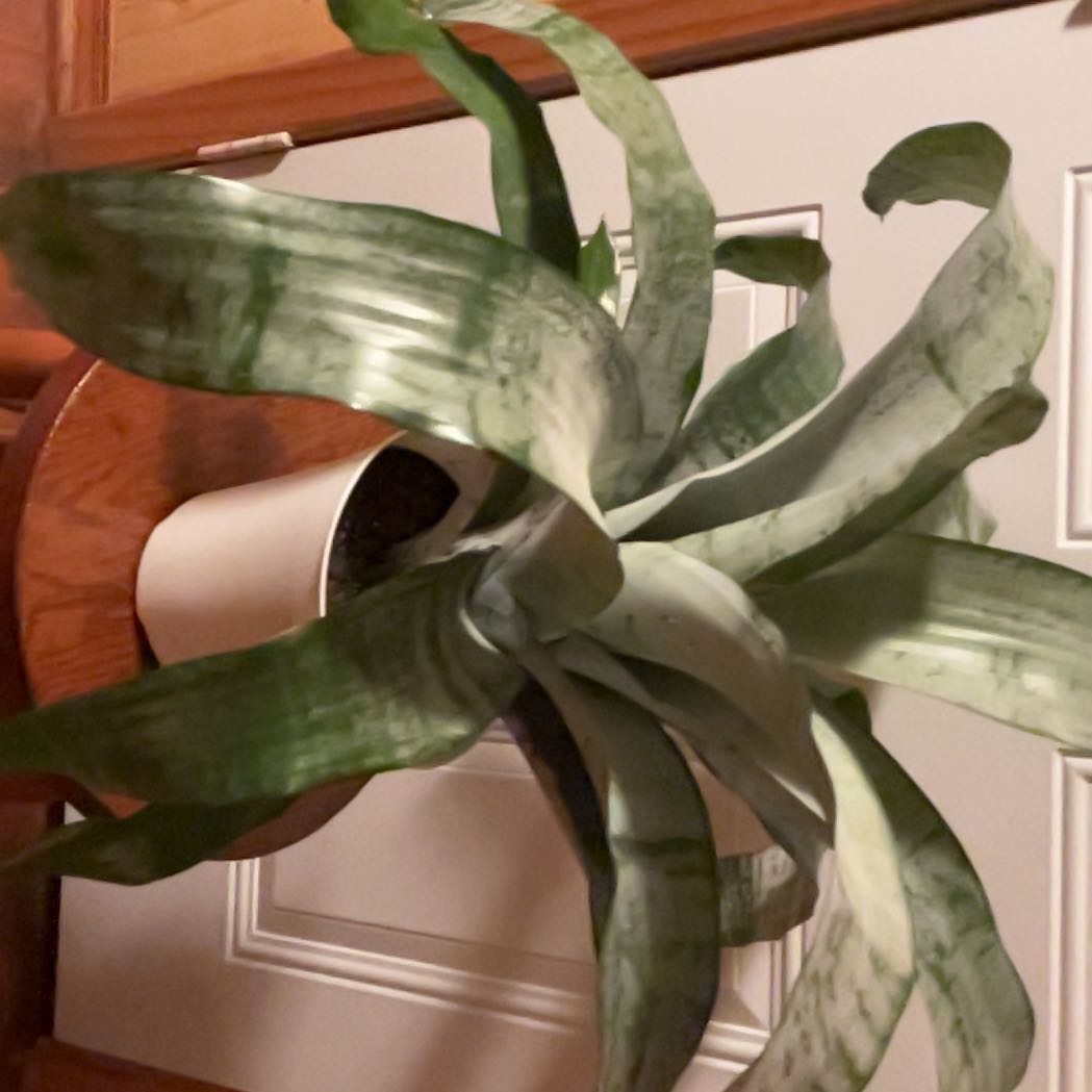 Photo of the plant species Aechmea by @SunnySedum69 named James Dean on Greg, the plant care app