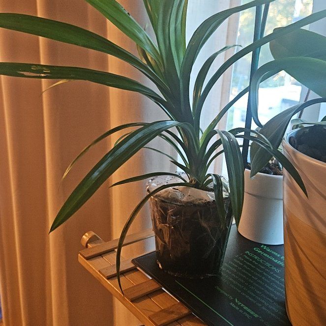 Photo of the plant species Pandan by @UnharmedCaraway named Messi on Greg, the plant care app