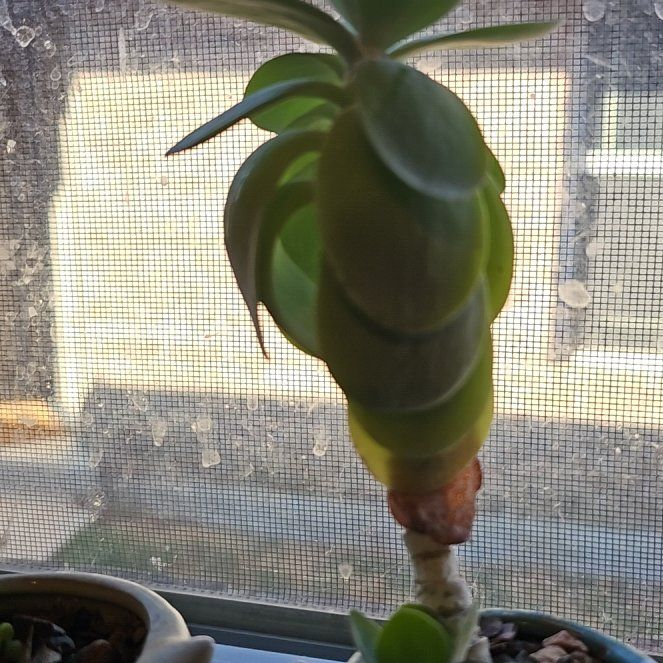 Photo of the plant species Kalanchoe 'Flapjacks' by @celestrian named Flapjacks🥞 on Greg, the plant care app