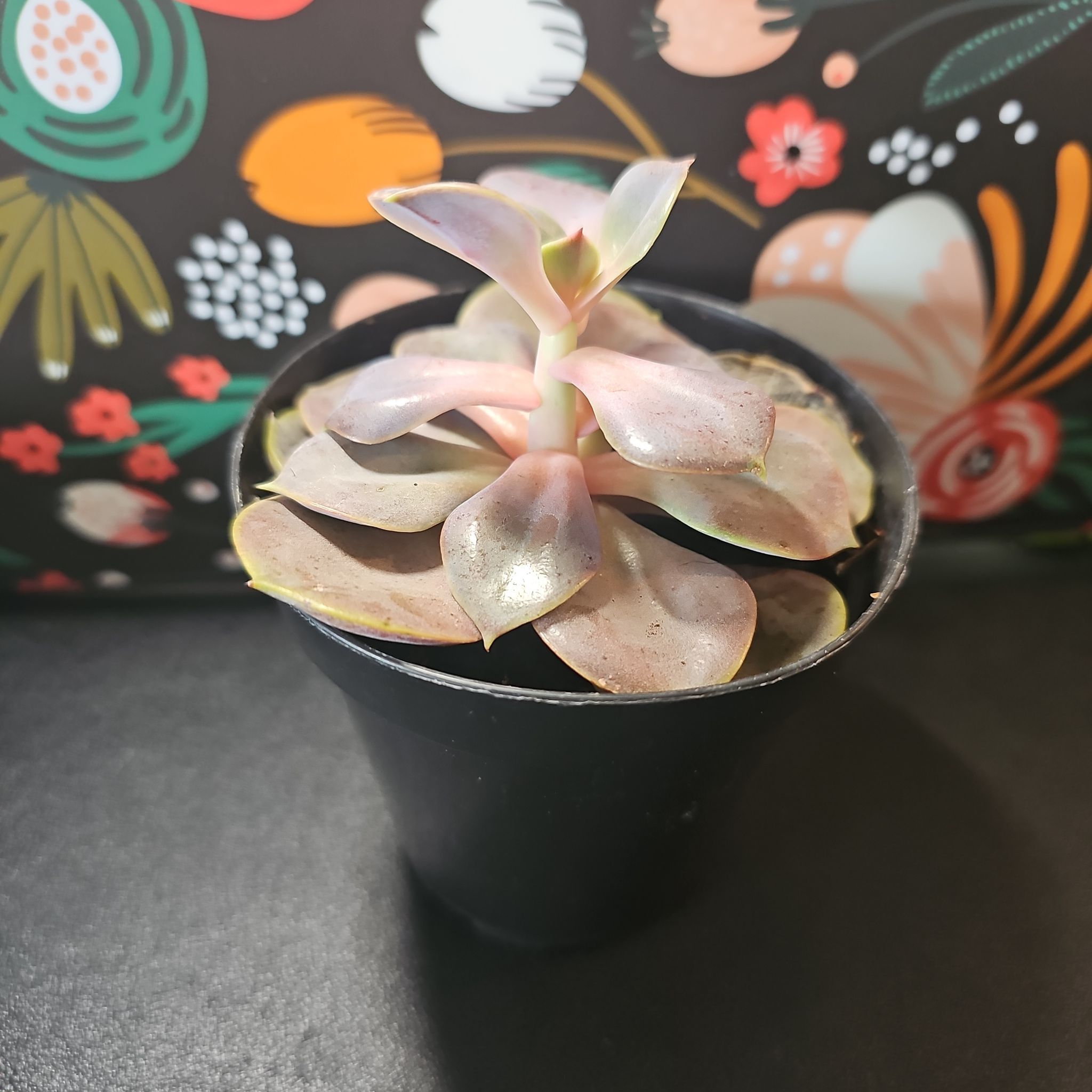 Photo of the plant species Echeveria 'Arctic Lace' by @celestrian named Bigleaf Smalls on Greg, the plant care app