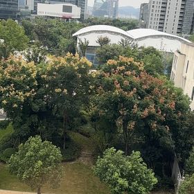 Photo of the plant species Golden Rain Tree by @PoetMelon41 named Kesha on Greg, the plant care app