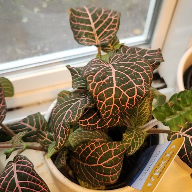 Photo of the plant species Red Vein Fittonia by @AlluringCorn15 named Terra on Greg, the plant care app