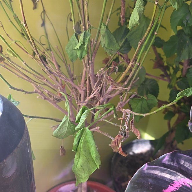 Photo of the plant species Hibiscus Tree by @LucyFurr named Aristotle on Greg, the plant care app