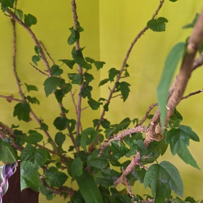 Photo of the plant species Hibiscus Tree by @LucyFurr named Gates on Greg, the plant care app