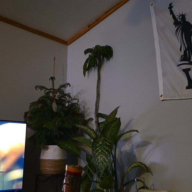Photo of the plant species Dwarf Umbrella Tree 'Gold Capella' by @LucyFurr named Delilah on Greg, the plant care app