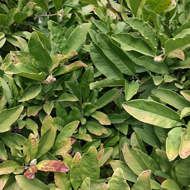 Photo of the plant species Mespilus germanica by @TopPandan63 named Gomez on Greg, the plant care app
