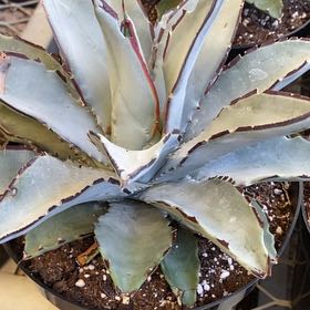 Photo of the plant species Blue Agave by @StalwartRiberry named Osmo on Greg, the plant care app