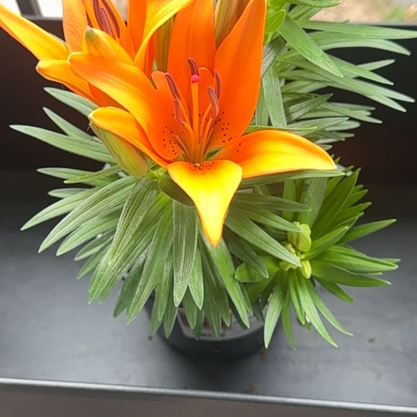 Photo of the plant species asiatic lily by @LargeCanna68 named Orange Lily on Greg, the plant care app