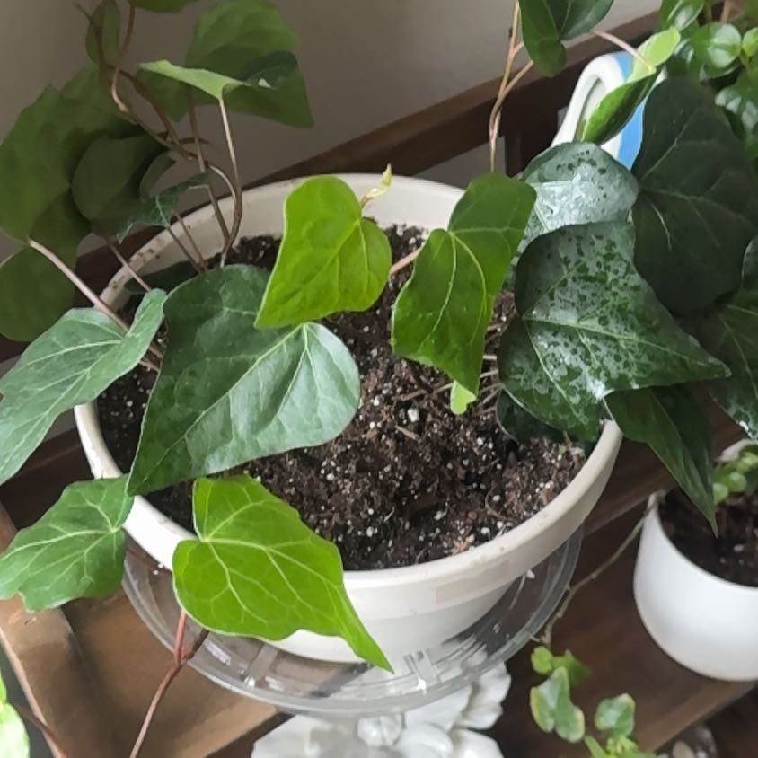 Photo of the plant species Algerian Ivy by @LargeCanna68 named Ally on Greg, the plant care app