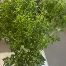 Photo of the plant species Aristotle Basil by @LargeCanna68 named Jimmy Twins on Greg, the plant care app