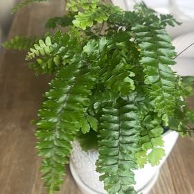 Photo of the plant species Rosy Maidenhair Fern by @LargeCanna68 named Miss Ferny on Greg, the plant care app