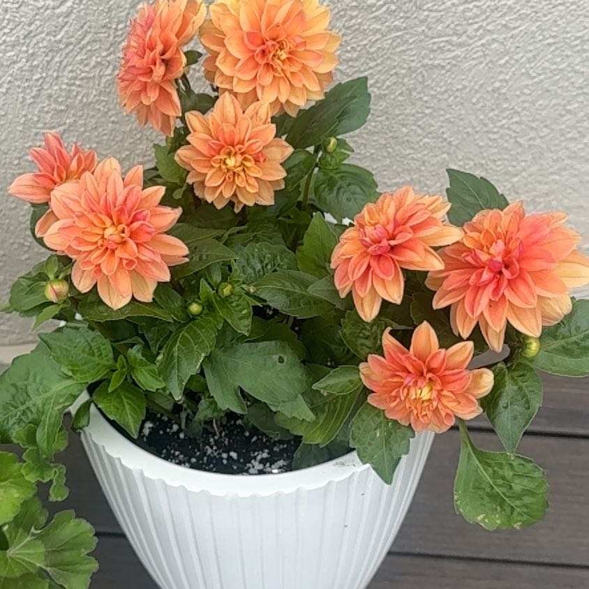Photo of the plant species Dahlia by @LargeCanna68 named Miss Sunset Twins on Greg, the plant care app