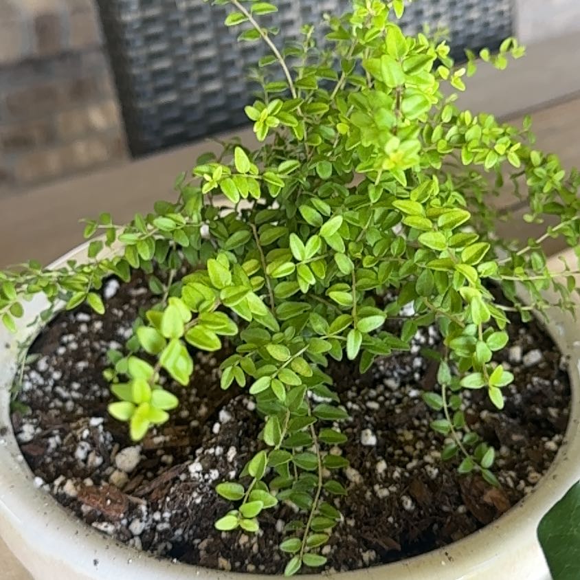 Photo of the plant species Box honeysuckle by @PlantLadyCO named Dee Dee on Greg, the plant care app