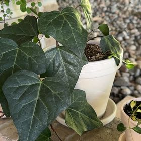 Photo of the plant species Algerian Ivy by @LargeCanna68 named Ally Ivy Triplets on Greg, the plant care app