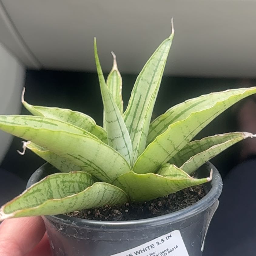 Photo of the plant species White Snake Plant by @LargeCanna68 named Chris on Greg, the plant care app