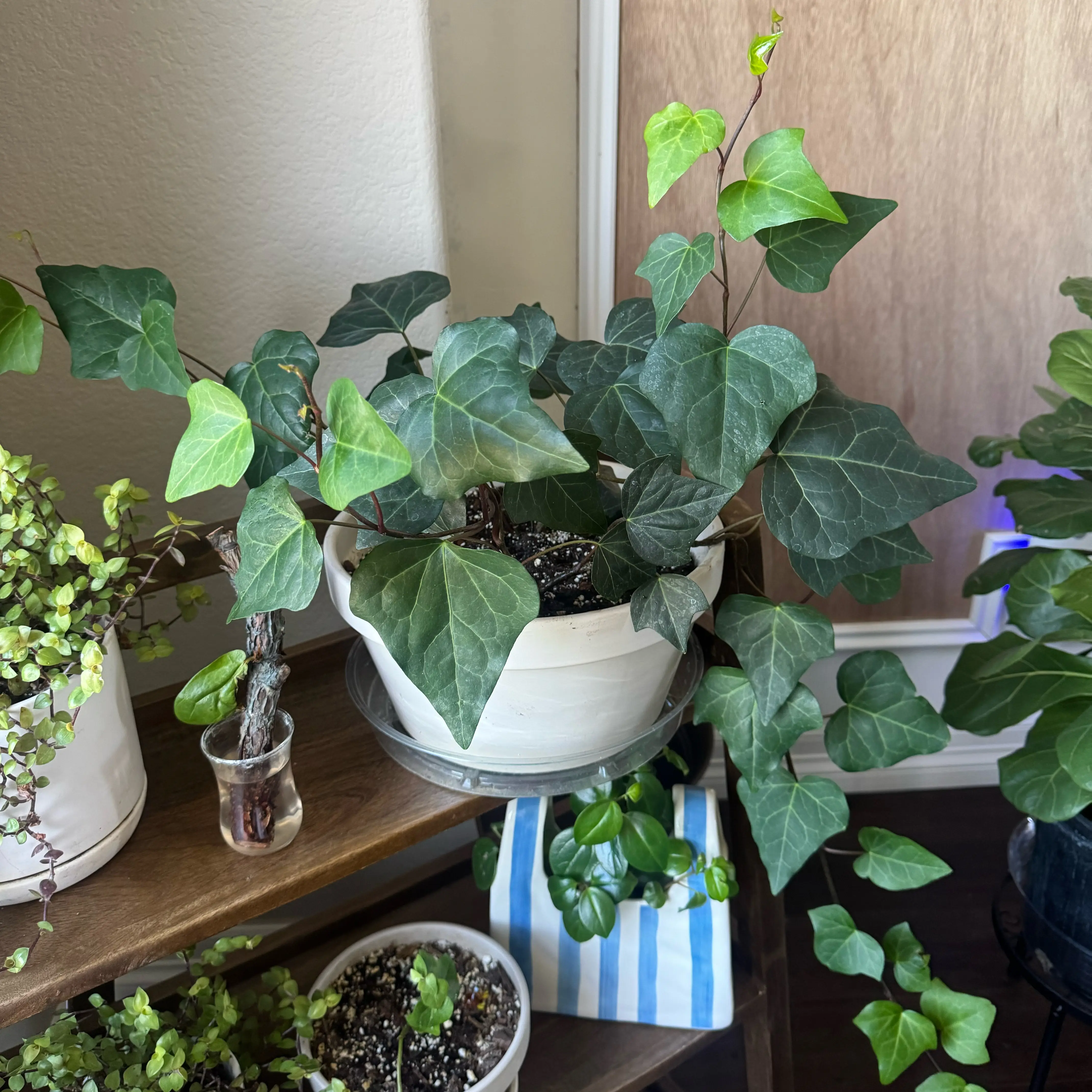 Photo of the plant species Algerian Ivy by @PlantLadyCO named Ally on Greg, the plant care app