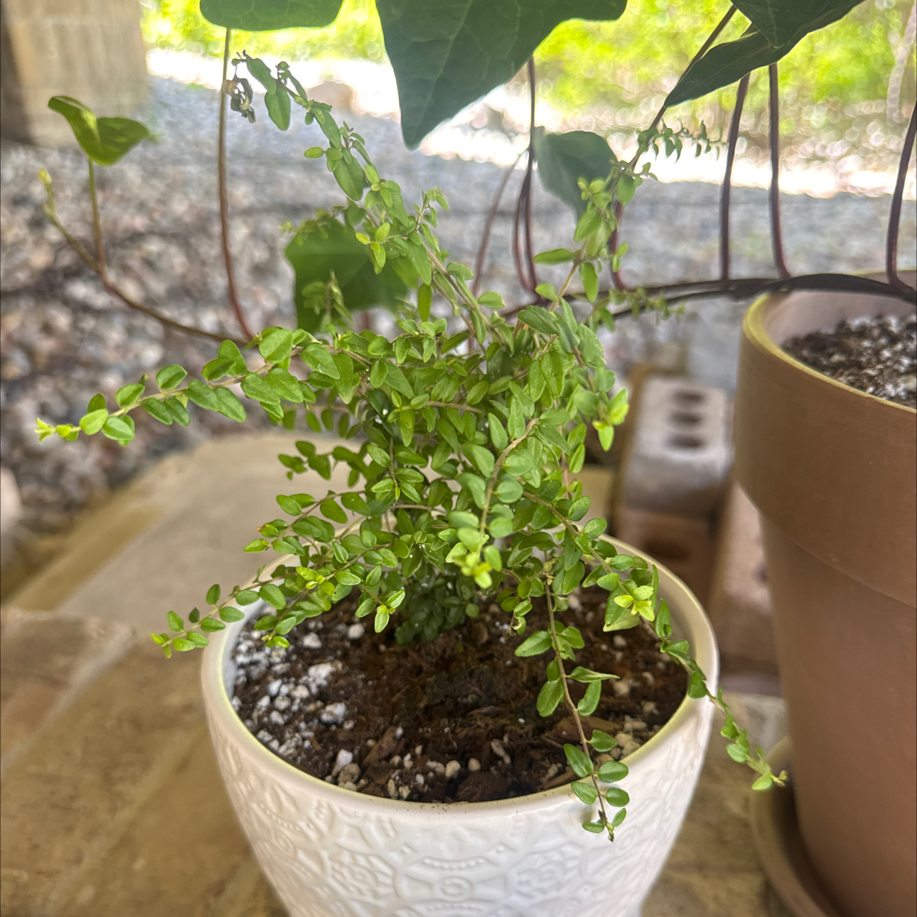Photo of the plant species Box Honeysuckle by @LargeCanna68 named Dee Dee Jr on Greg, the plant care app