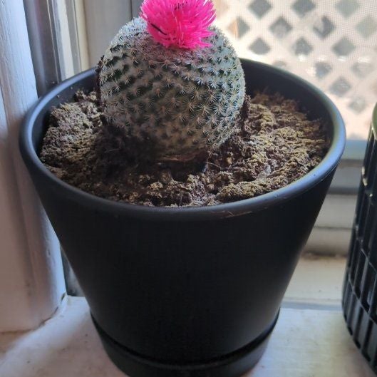 Photo of the plant species Button Cactus by @RadBeebalm77 named Robert Plant on Greg, the plant care app