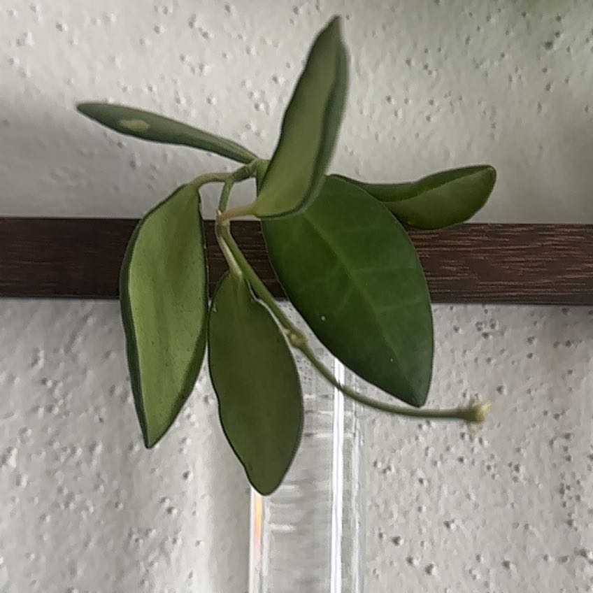 Photo of the plant species Hoya bilobata by @xojasmine named Mr. Bilbo Baggins on Greg, the plant care app