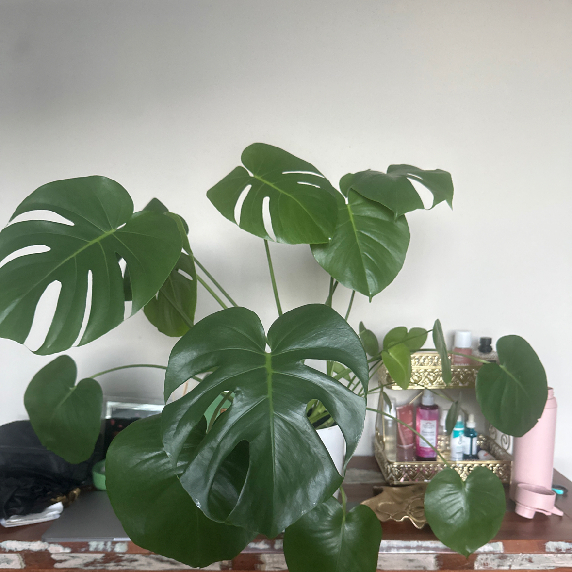 Photo of the plant species Monstera Borsigiana by @xojasmine named Charleston White on Greg, the plant care app