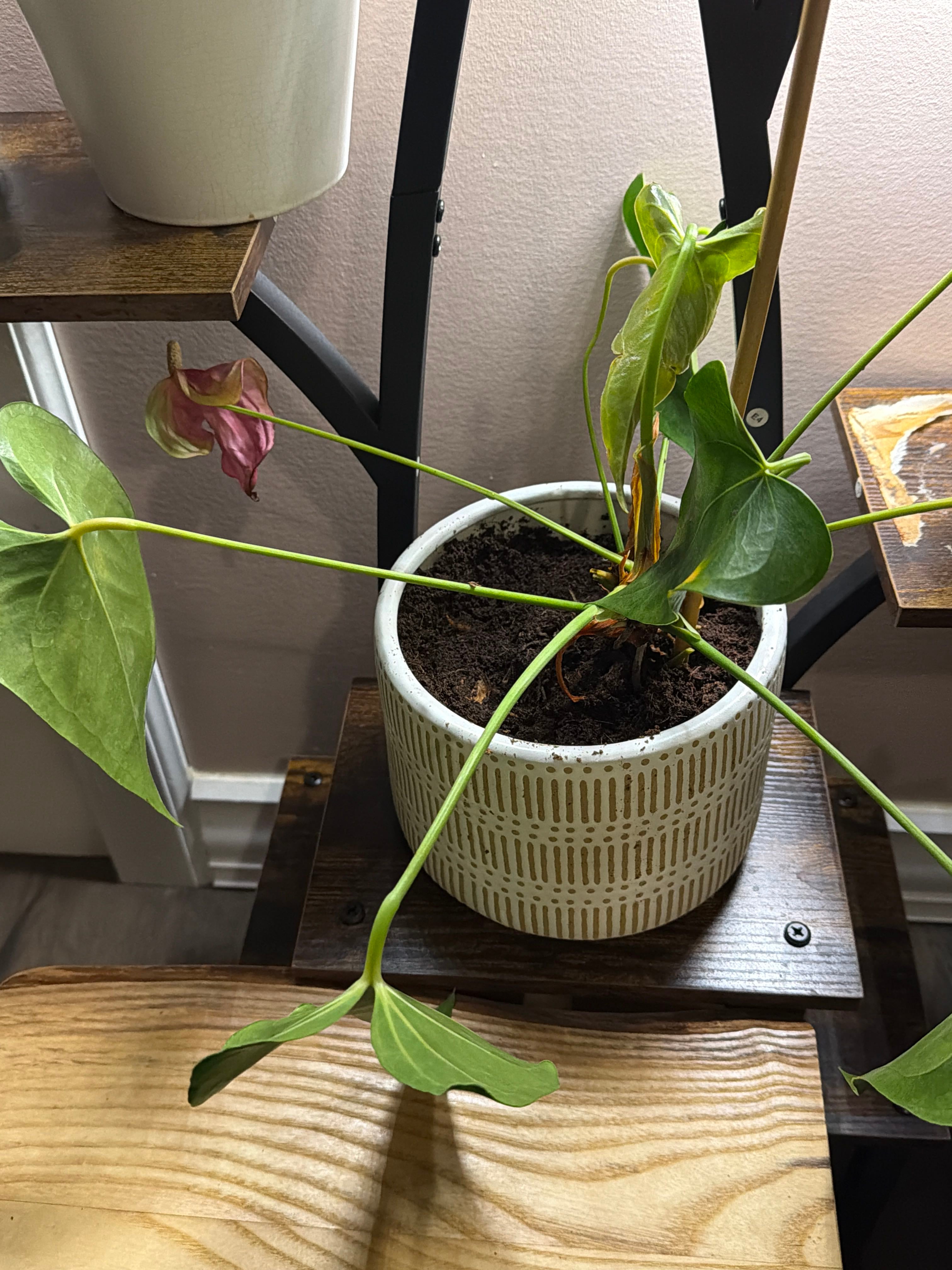 Dorayaki X Magnificum Plant Care: Water, Light, Nutrients | Greg