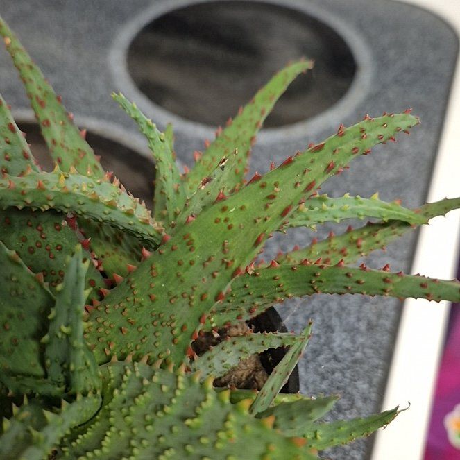 Photo of the plant species Mountain Aloe by @DirectTarbush84 named Aloe on Greg, the plant care app