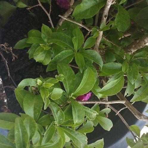 Photo of the plant species Brazil Raintree by @BossChisme92 named Surya on Greg, the plant care app