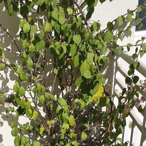 Photo of the plant species Apricot by @BossChisme92 named Tolkien on Greg, the plant care app