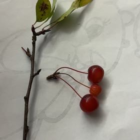 Photo of the plant species Sour Cherry by @NiftyPhlox23 named Tree Diddy on Greg, the plant care app