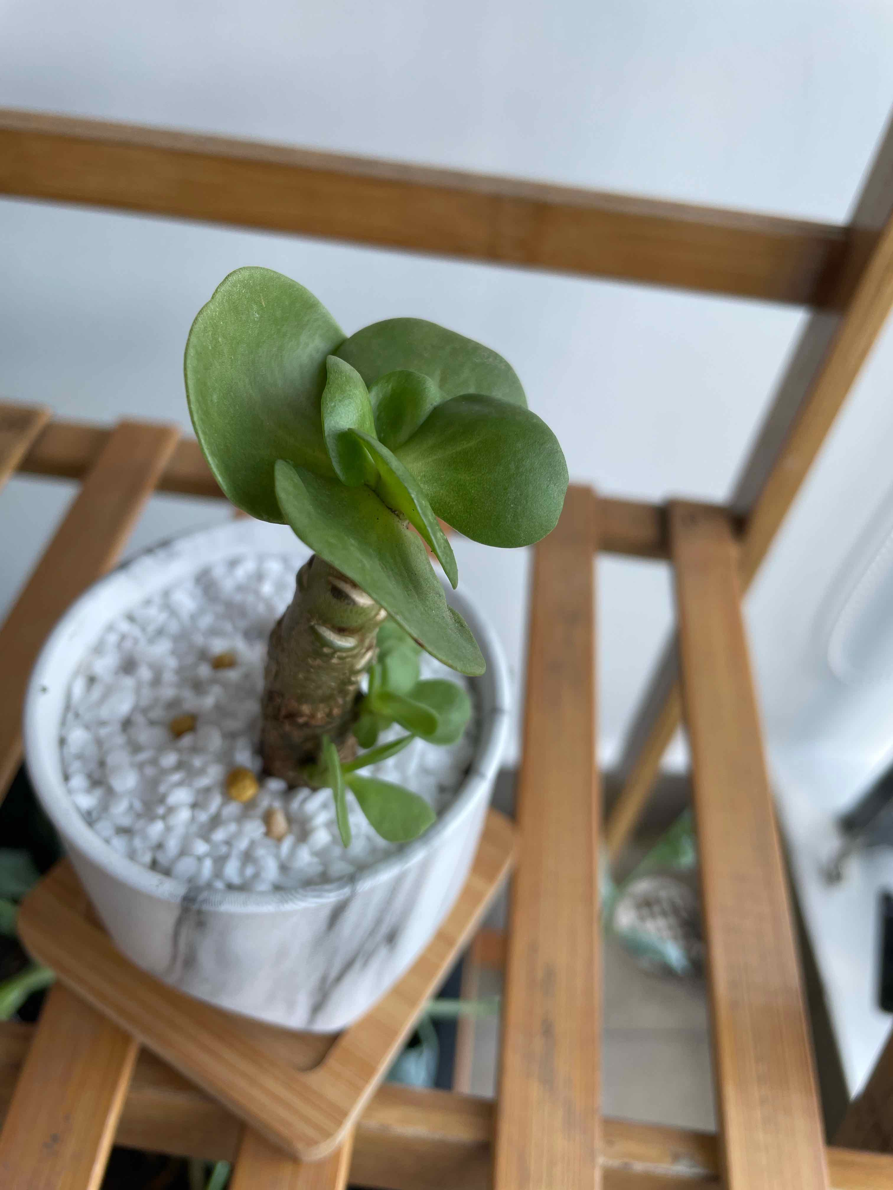 A healthy 'Ihi plant in a white pot with white pebbles on a wooden surface.