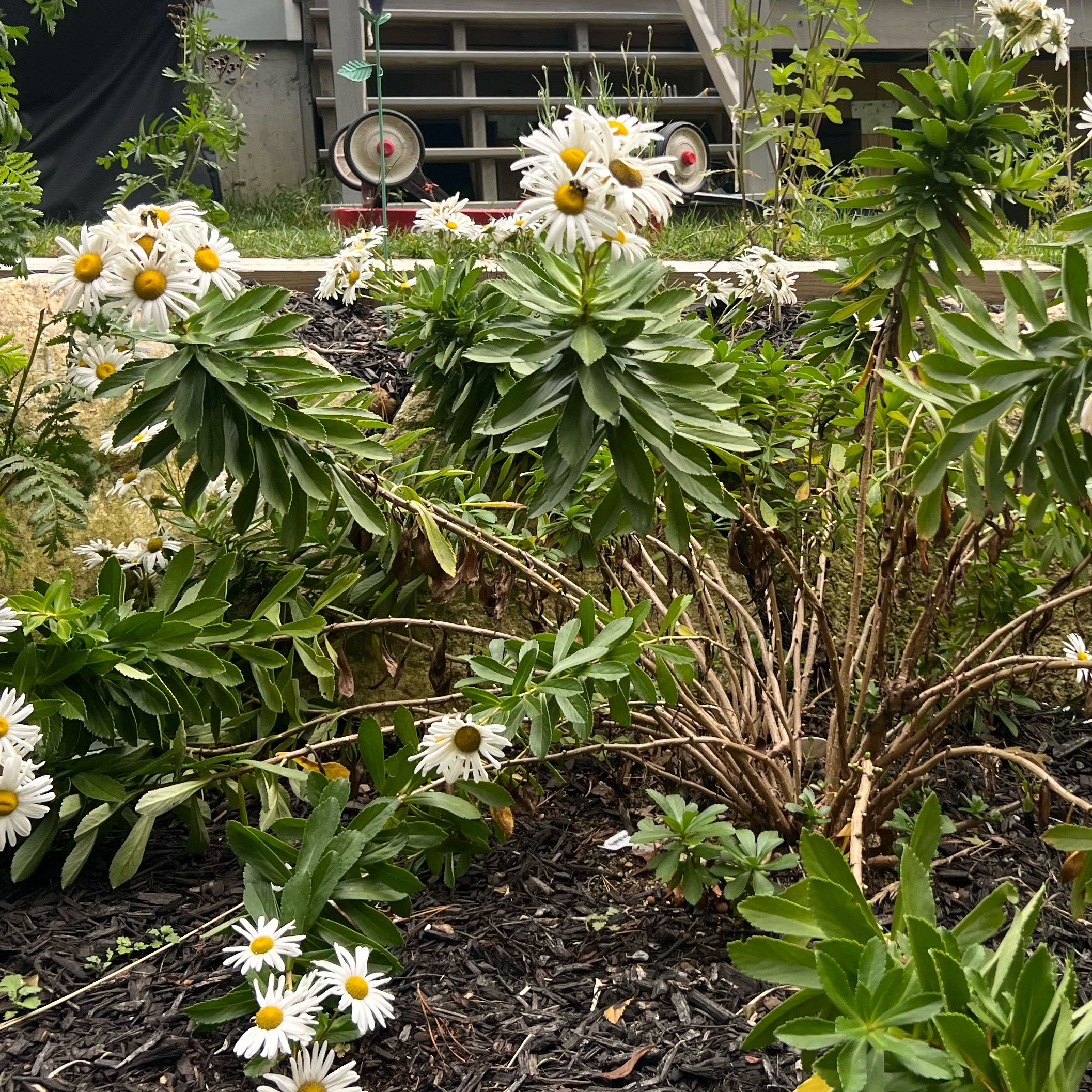 Photo of the plant species Montauk daisy by @FunnyMum7 named Sherlock on Greg, the plant care app
