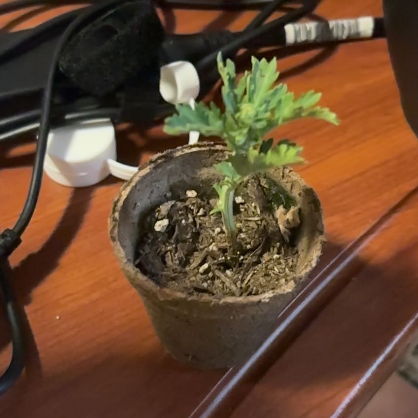 Photo of the plant species Daisy by @AnewMayapple85 named Gaga on Greg, the plant care app