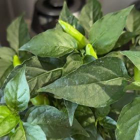 Photo of the plant species hot burrito pepper by @BestYuzu86 named Sage on Greg, the plant care app