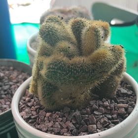 Photo of the plant species Golden Rat Tail by @EndearingPalqui named Drake on Greg, the plant care app