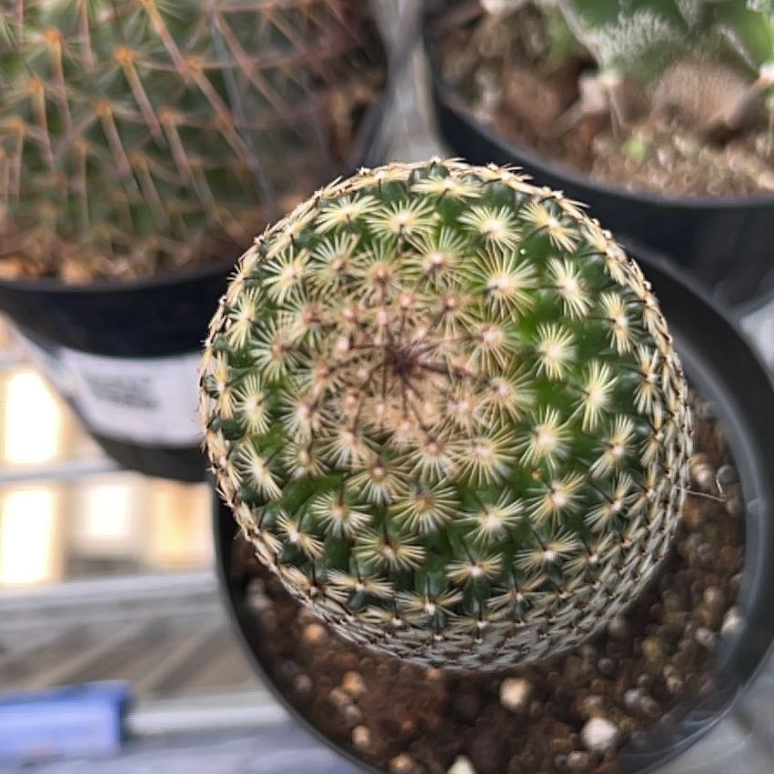 Photo of the plant species Wave Cactus by @EndearingPalqui named Tolkien on Greg, the plant care app