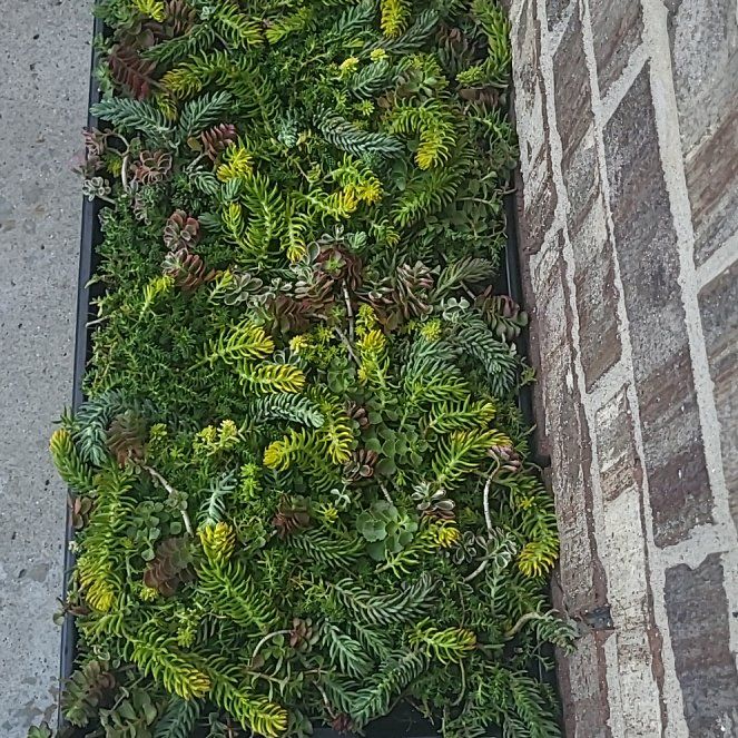 Photo of the plant species Southern Polypody by @SportyKanna18 named Khaleesi on Greg, the plant care app