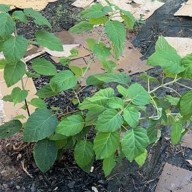 Photo of the plant species Hydrangea 'Incrediball' by @SightlyMaypop named Prince on Greg, the plant care app