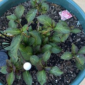 Photo of the plant species Hydrangea 'Miss Saori' by @SightlyMaypop named Naomi on Greg, the plant care app