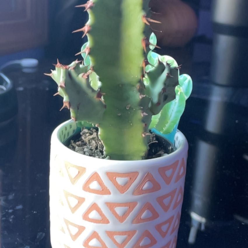 Photo of the plant species Moroccan Mound by @TotalKonjac99 named Jane on Greg, the plant care app
