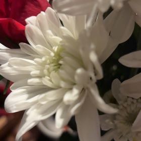 Photo of the plant species Garden Dahlia by @PerfectHedera34 named Nithin on Greg, the plant care app