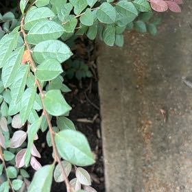 Photo of the plant species Chinese Fringe Flower by @PerfectHedera34 named Terra on Greg, the plant care app