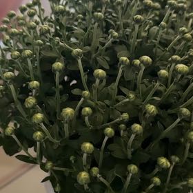 Photo of the plant species Albanian Spurge by @GenialBogwillow named Queen on Greg, the plant care app