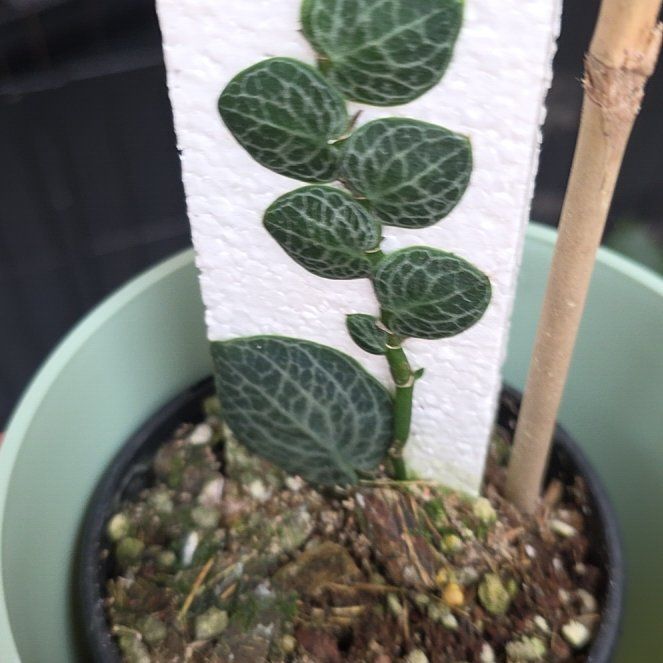 Photo of the plant species Rhaphidophora cryptantha by @SmileySiricote7 named Bella on Greg, the plant care app