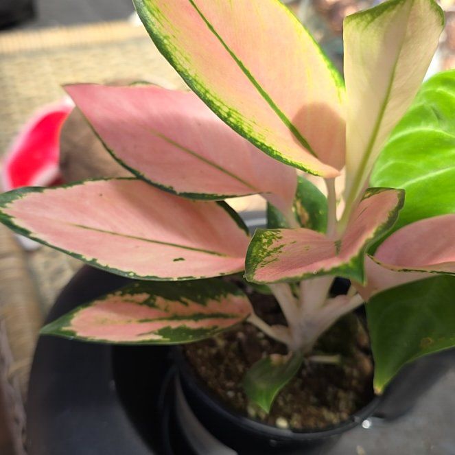 Photo of the plant species Aglaonema Spitfire by @SmileySiricote7 named Zion on Greg, the plant care app
