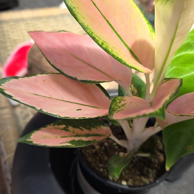 Photo of the plant species Philodendron Splendid by @SmileySiricote7 named Sol on Greg, the plant care app