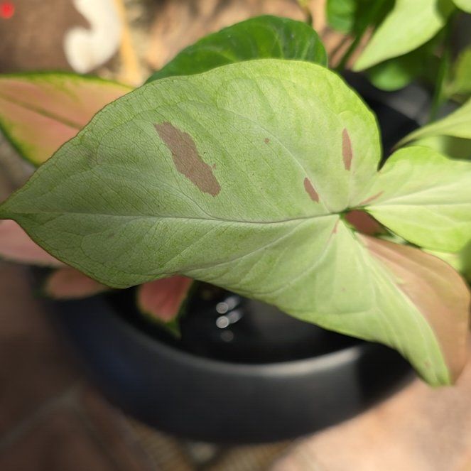Photo of the plant species syngonium strawberry milk by @SmileySiricote7 named Orwell on Greg, the plant care app